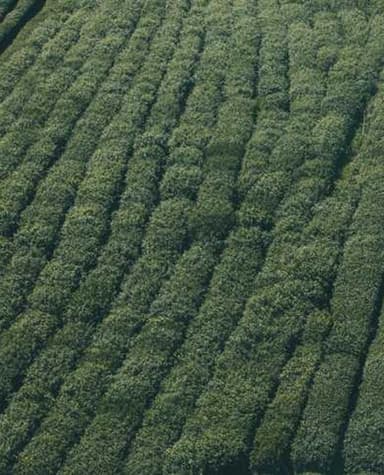 Flexibility & Mobility Mastery